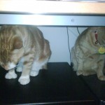 Underdesk Cats (Vincent & Mei Mei)