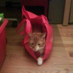 Cat in a Bag (Vincent)