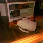 The Penguin is Dead!
