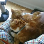 Mei Mei & Vincent Do Like Each Other! Mei Mei & Vincent Do Like Each Other!