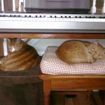 Nappy Cats Nappy Cats