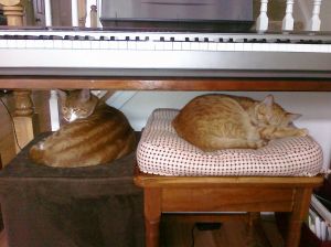 Nappy Cats