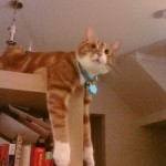 Dangly Cat Dangly Cat