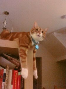 Dangly Cat