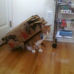 Baggy Cat Baggy Cat