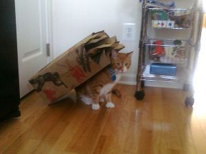 Baggy Cat