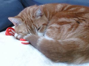 Curled Up With a Toy