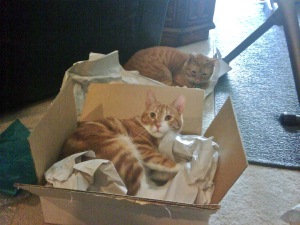 package-cats