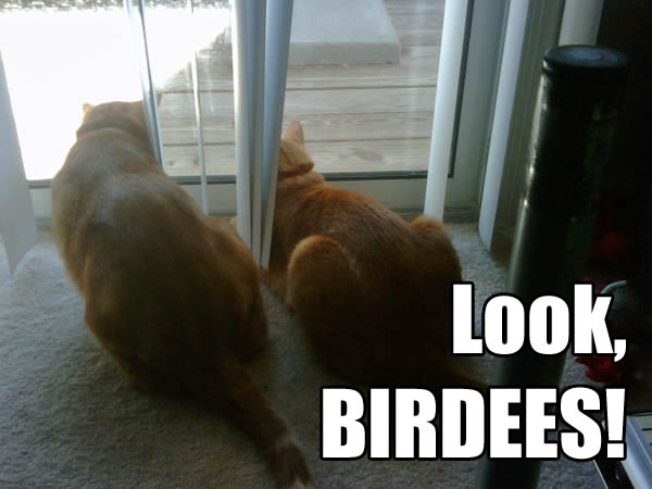 Look, BIRDEES!