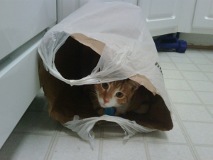 cats-in-the-bag