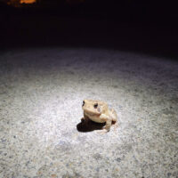 Toad