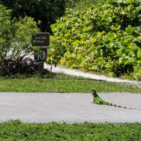 Iguana