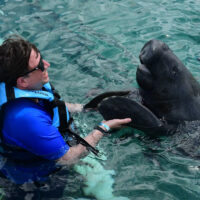 Manatee