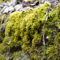 Mossy