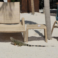 Hello Again, Iguana