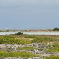 Flamingo Group