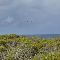 Air Flamingos