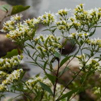 Wildflowers