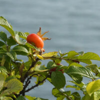 Tomato Attack!