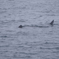 Basking Shark