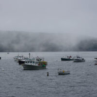 Foggy Harbor