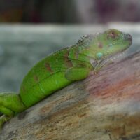 Green Lizard