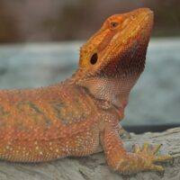 Orange Lizard