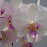 Orchids