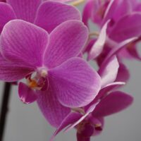 More Orchids