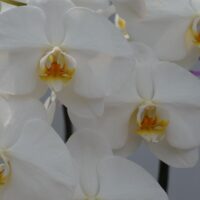 Orchids Again