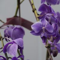 Orchid Overdose