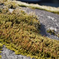 Mossy