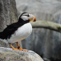 Puffin Overload