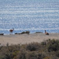 Guanacos
