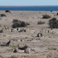 Field of Penguins