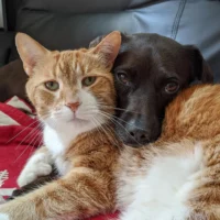 Pillow