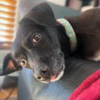 Blep